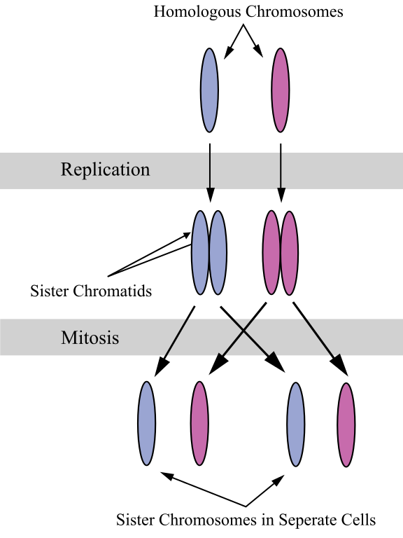 is-mitosis-necessary-for-asexual-reproduction-in-eukaryotes-e-start