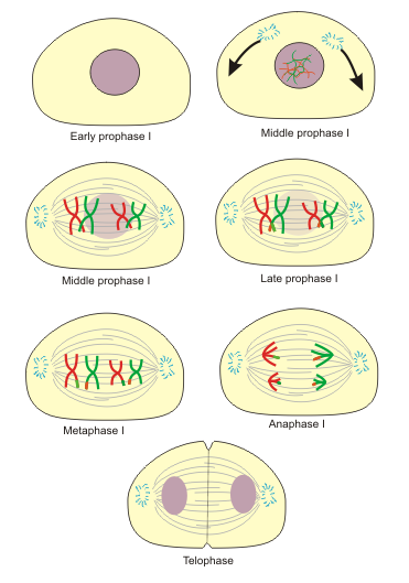 Meiosis02