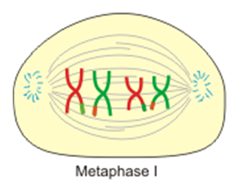 Product of Meiosis1