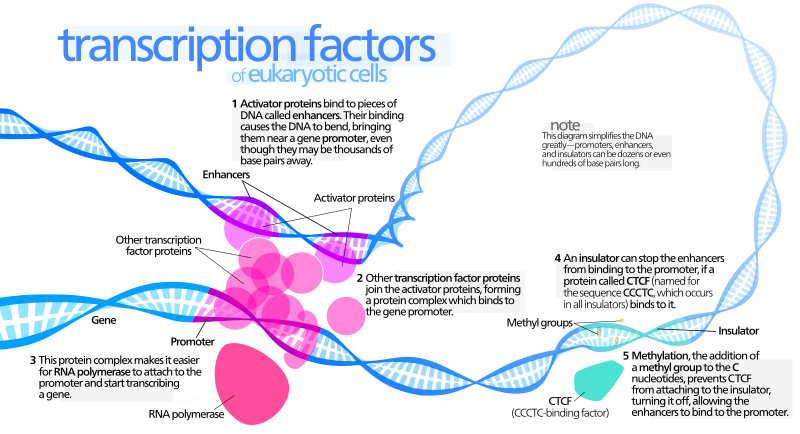 Transcription Factors