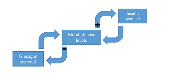 glucose cycle