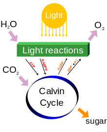 220px-Simple_photosynthesis_overview.svg