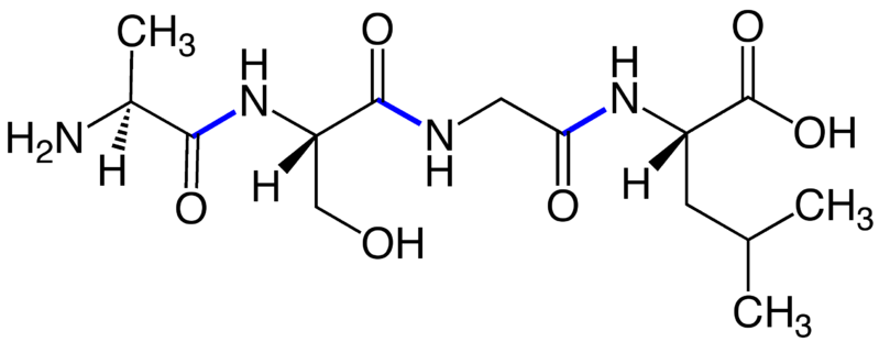 Peptide Bonds Tetrapeptide