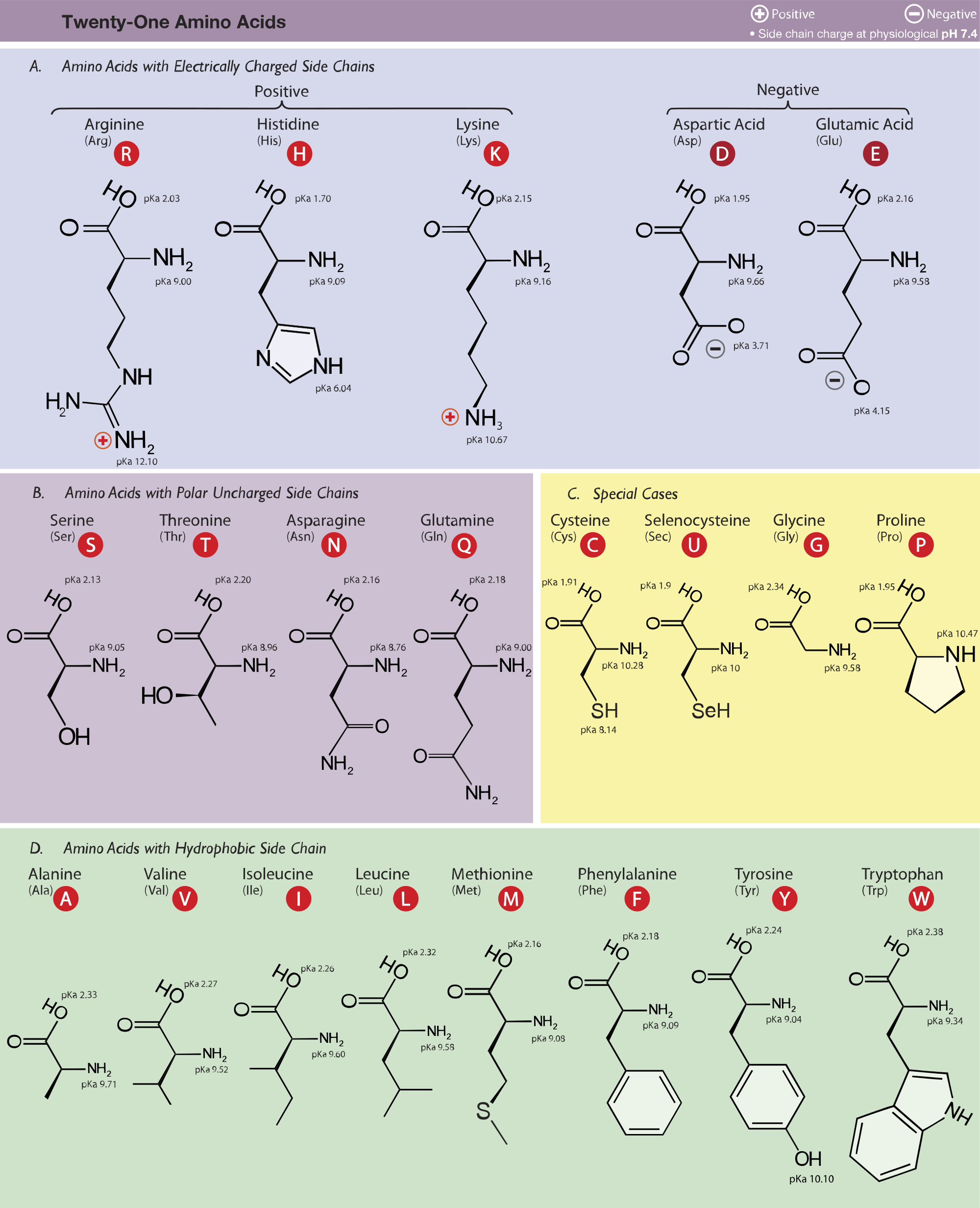 Amino Acid Functions Chart