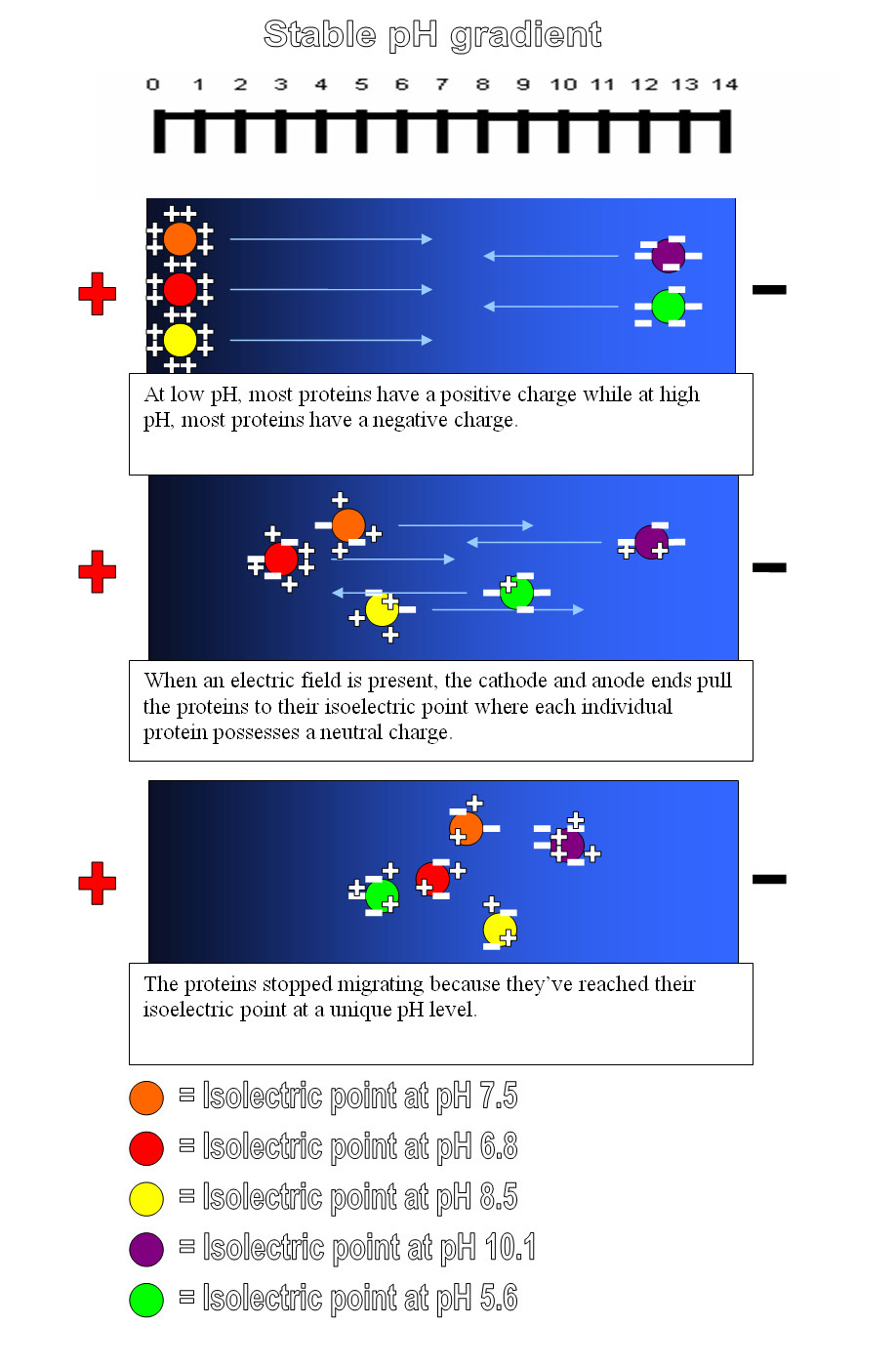 Isoelectric Focusing Contribute