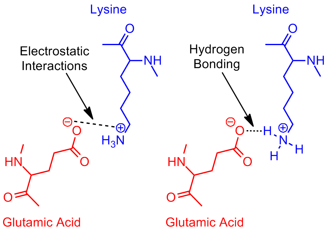 Revisited Glutamic Acid Lysine Salt Bridge