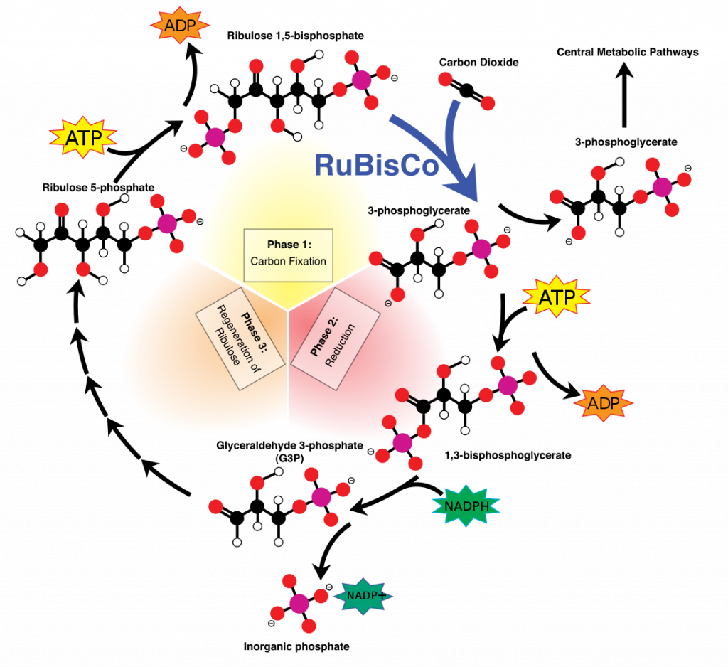 Calvin cycle