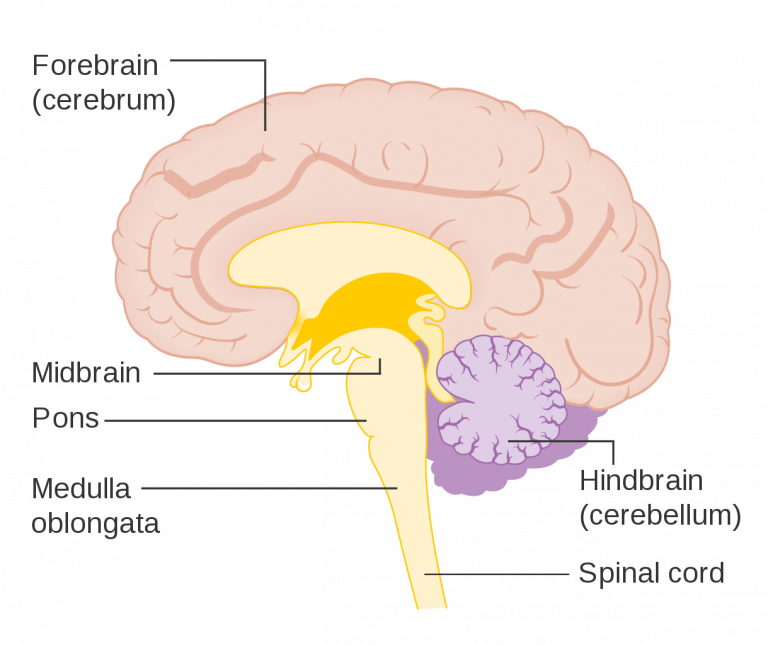 Brain Ultimate Guide to the Brain for AP® Psychology