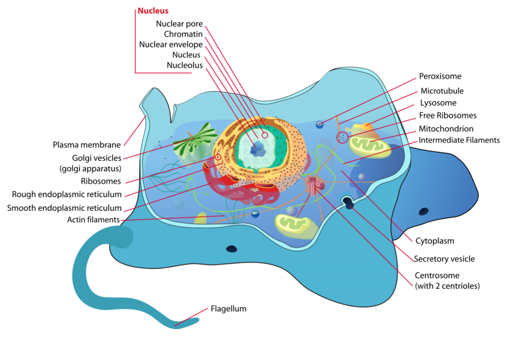 fungal cell vs animal cell