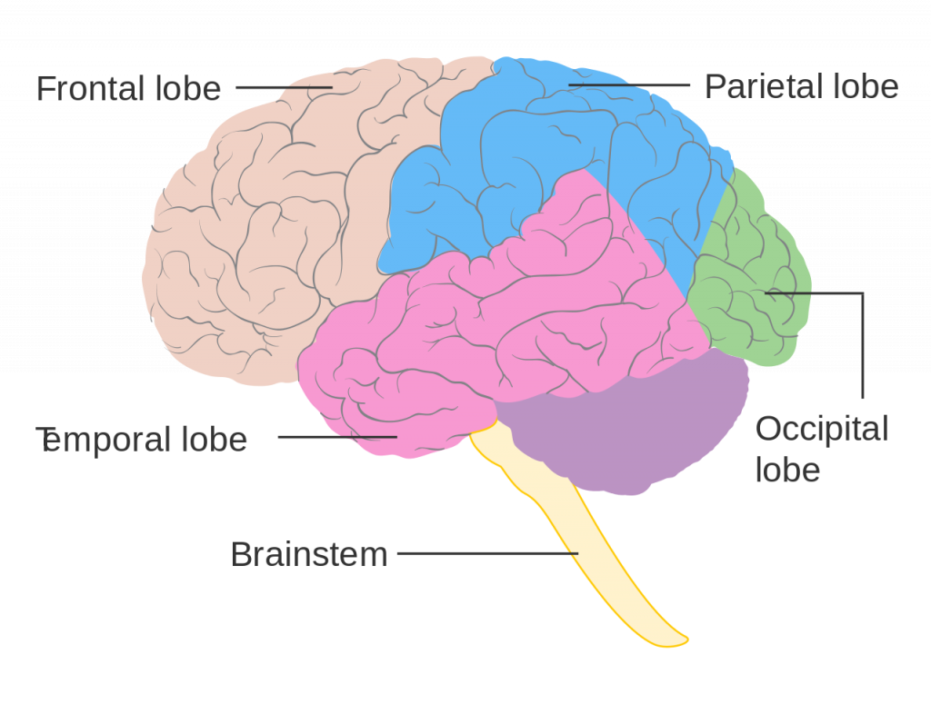 Psychology brain test Diagram