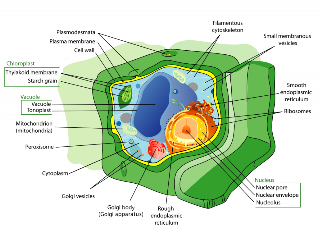 parts of an animal cell and their functions