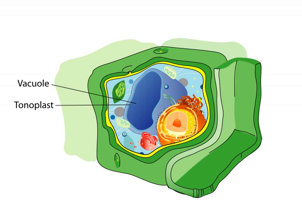 vacuole