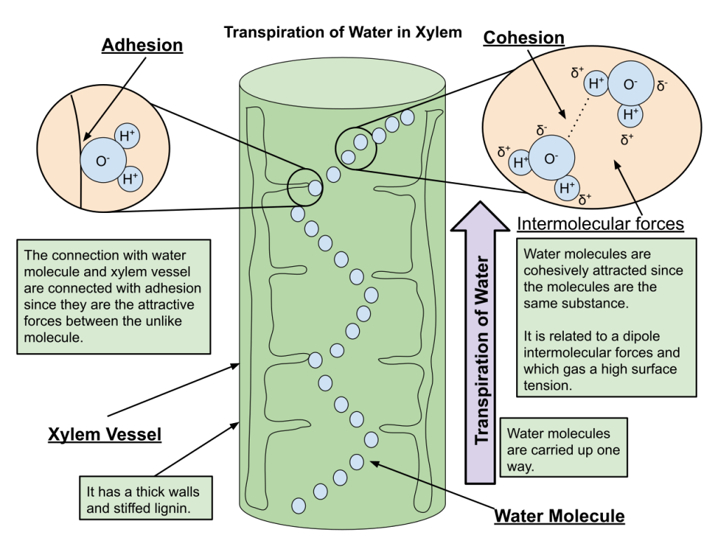 surface tension of water molecules