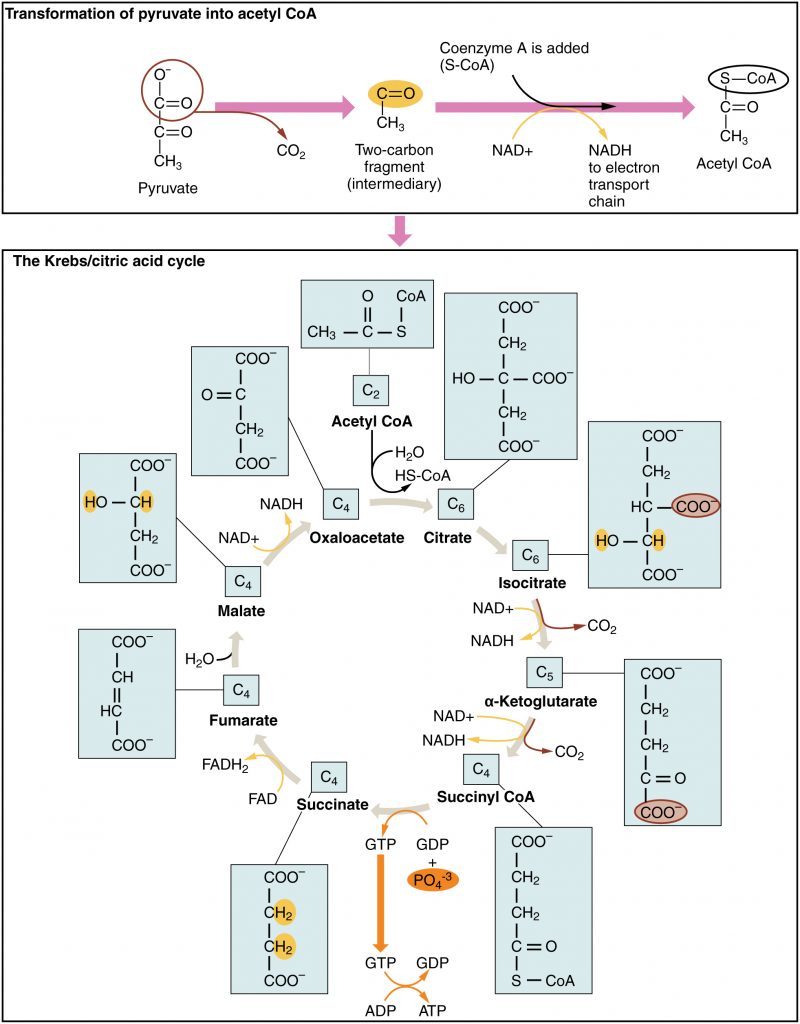 The Krebs Cycle