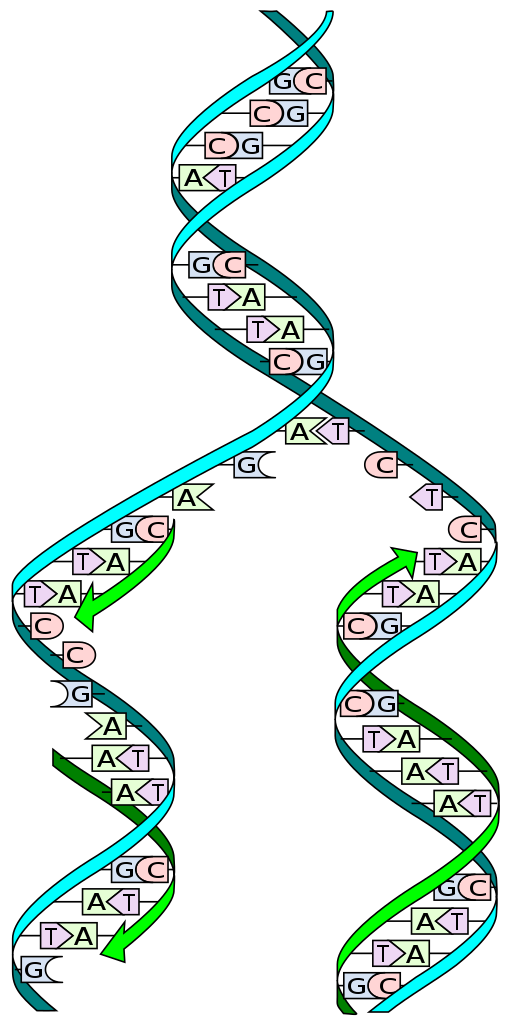 DNA replication split