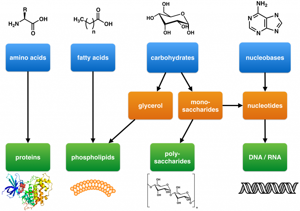 Oprigtighed Destruktiv Alaska Dehydration Synthesis: AP® Biology Crash Course | Albert.io