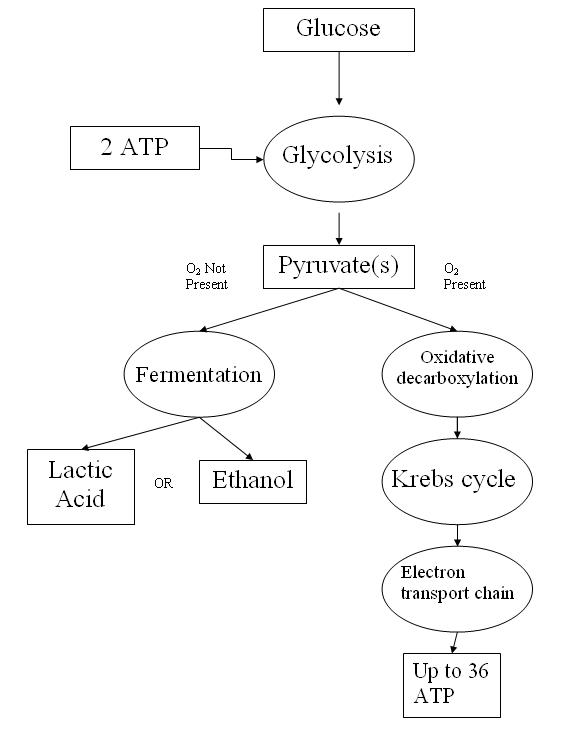 cellular-respiration-ap-biology-crash-course-review