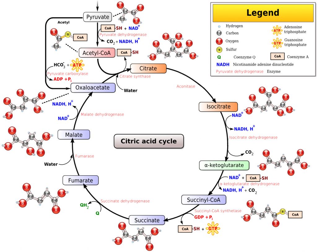 The citric acid cycle.