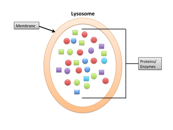 Lysosome