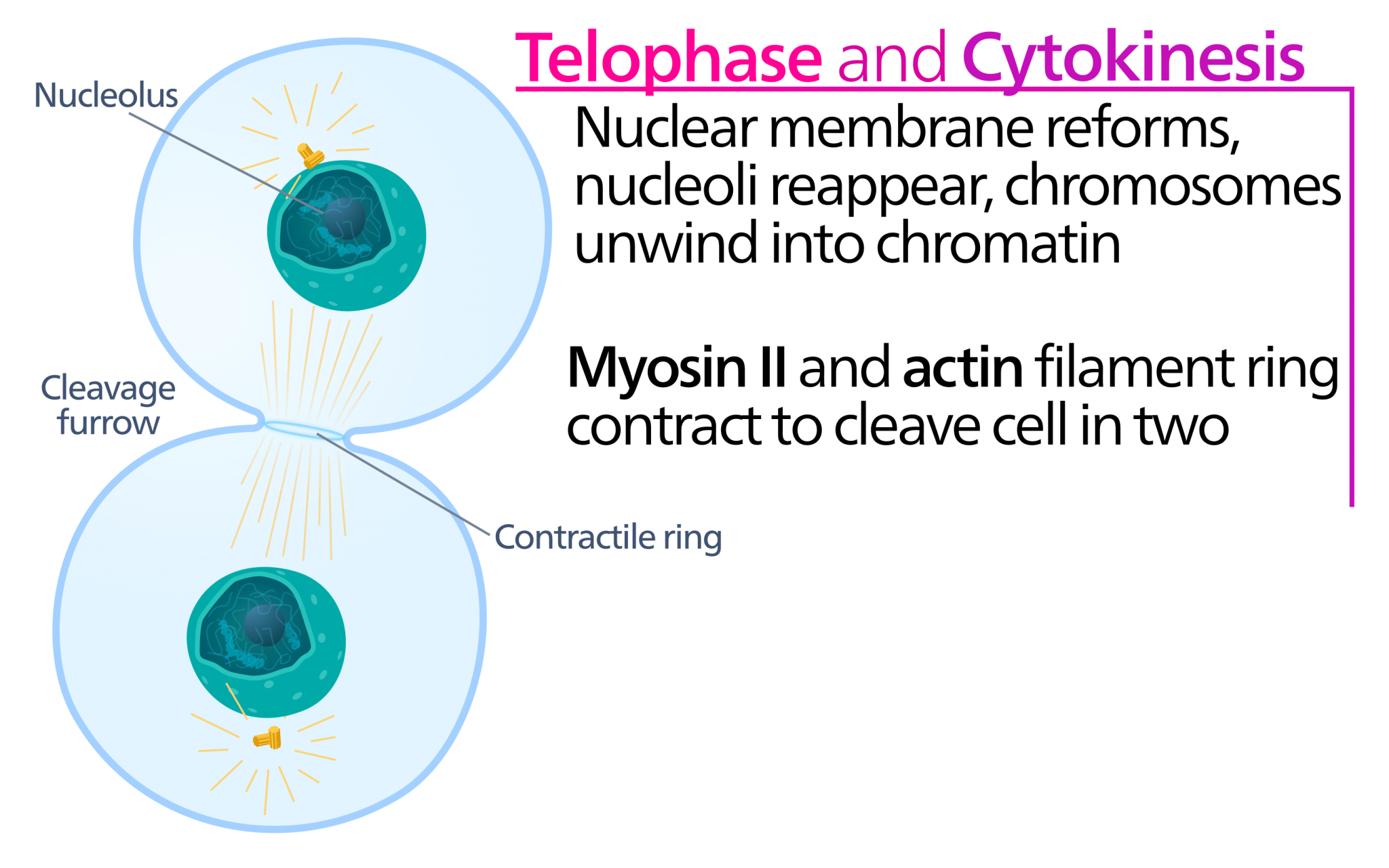 when-does-cytokinesis-occur-in-mitosis-albert-io