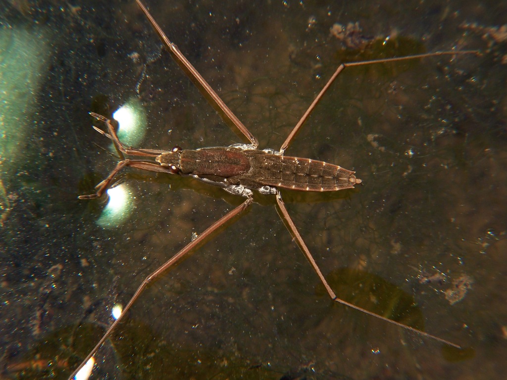 Water strider G remigis