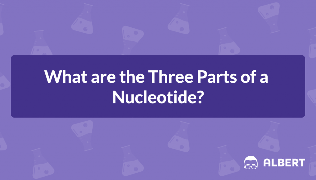 What are the Three Parts of a Nucleotide?