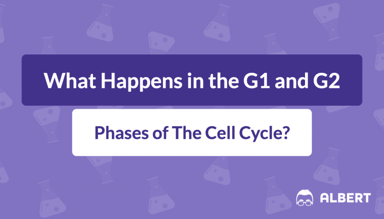 What Happens in the G1 and G2 Phases of The Cell Cycle?