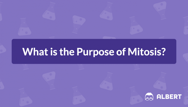 What is the Purpose of Mitosis?