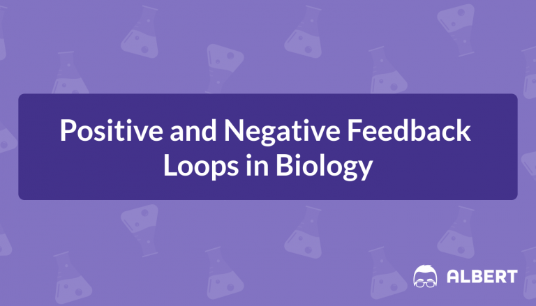 Positive and Negative Feedback Loops in Biology