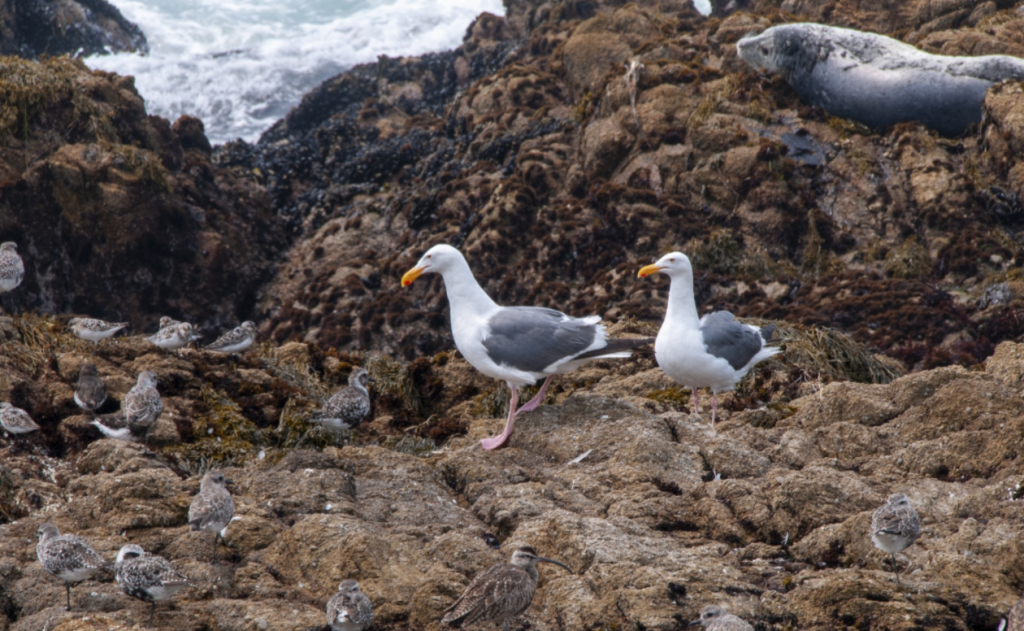 flock is a collective noun