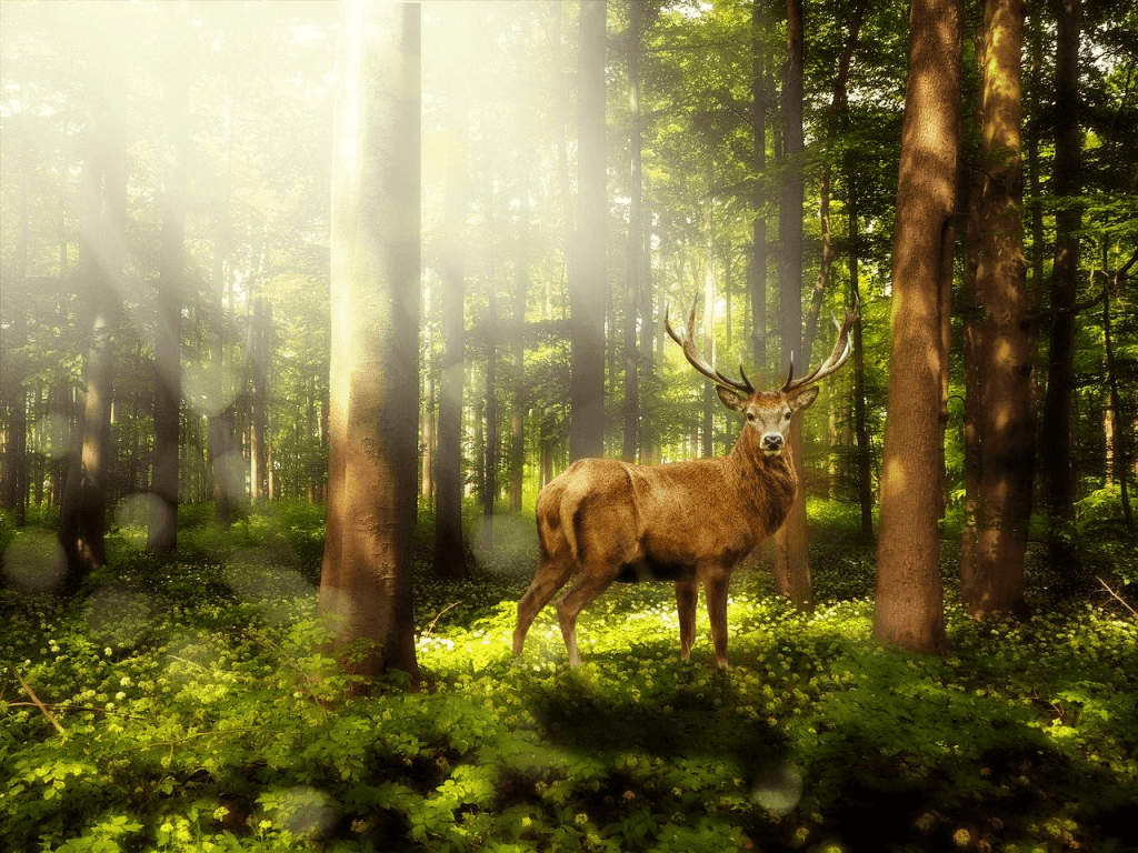 forest - independent clauses