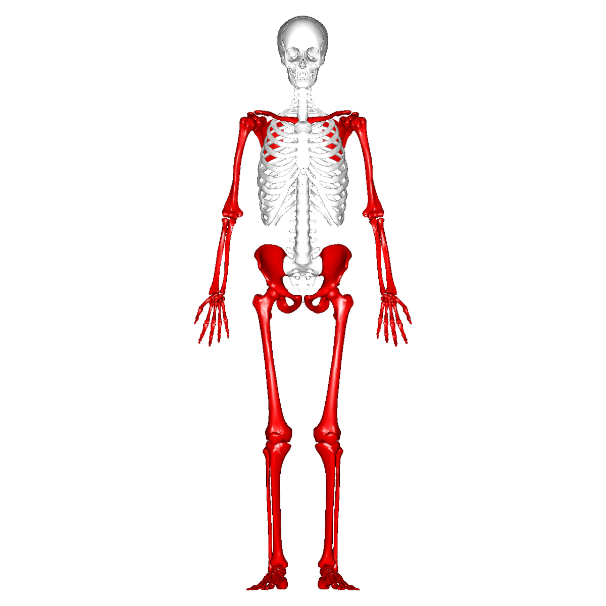 An Overview of the Appendicular Skeleton Biology Diagrams
