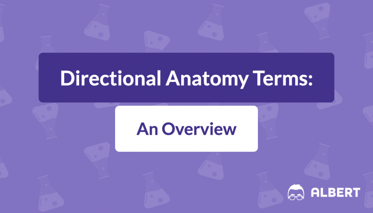 Directional Anatomy Terms: An Overview