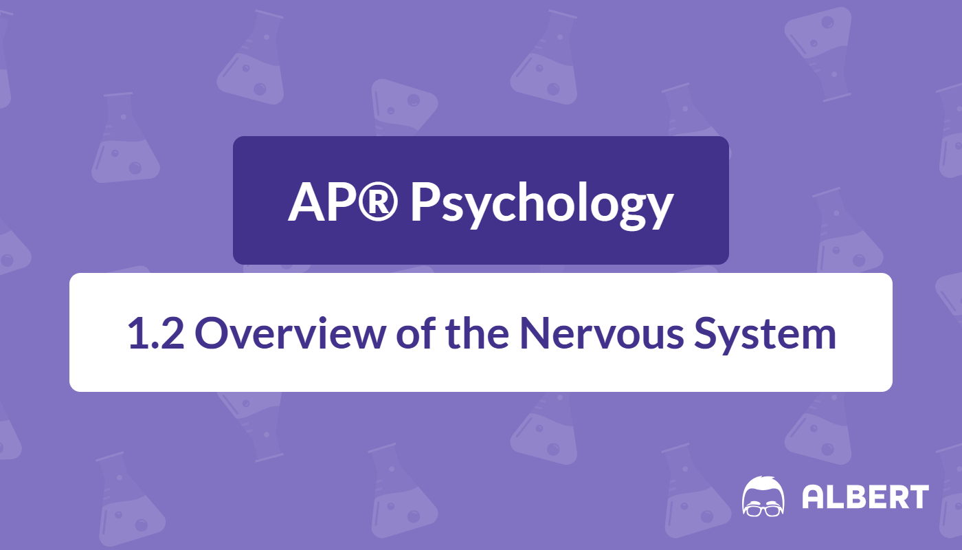 parts of the nervous system