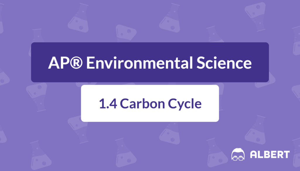 carbon cycle steps