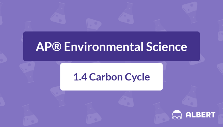 carbon cycle steps