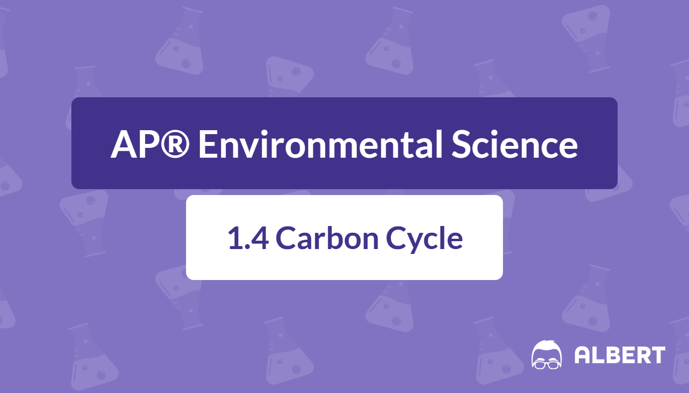 carbon cycle steps