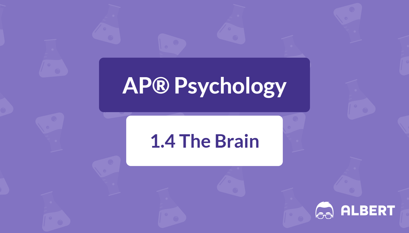 parts of the brain and what they do