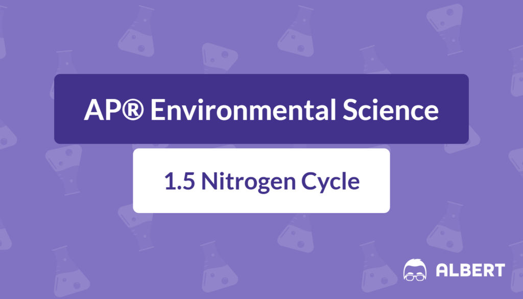 nitrogen cycle steps