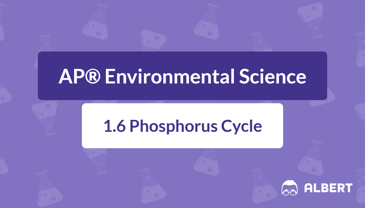 phosphorus cycle